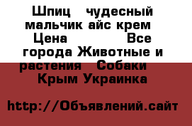 Шпиц - чудесный мальчик айс-крем › Цена ­ 20 000 - Все города Животные и растения » Собаки   . Крым,Украинка